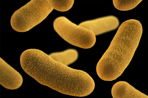 Aerobic bacteria in water